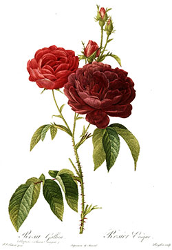 Rose Illustration